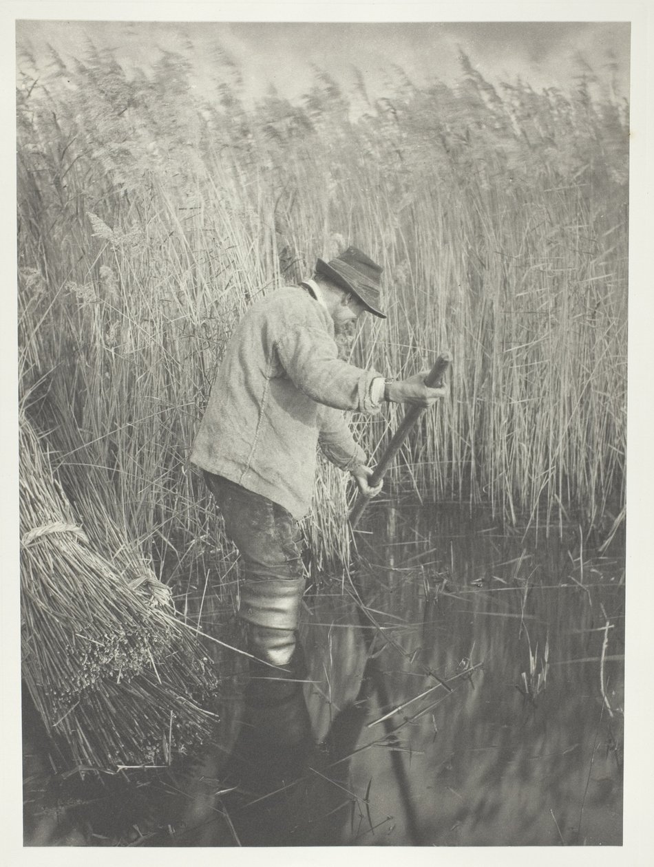 Ruoko-Cutter työssä tekijältä Peter Henry Emerson