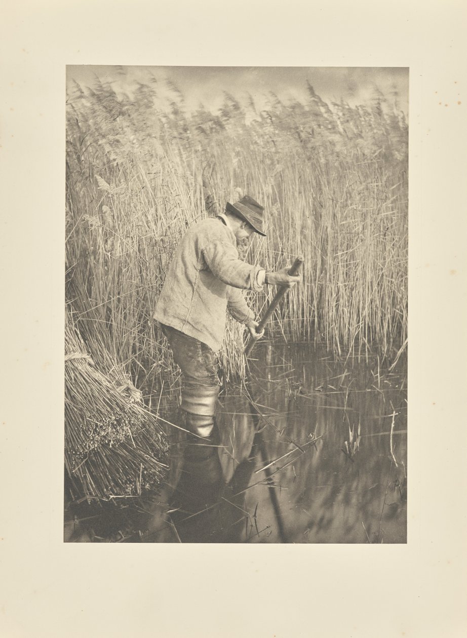 Kaislanleikkaaja työssään tekijältä Peter Henry Emerson