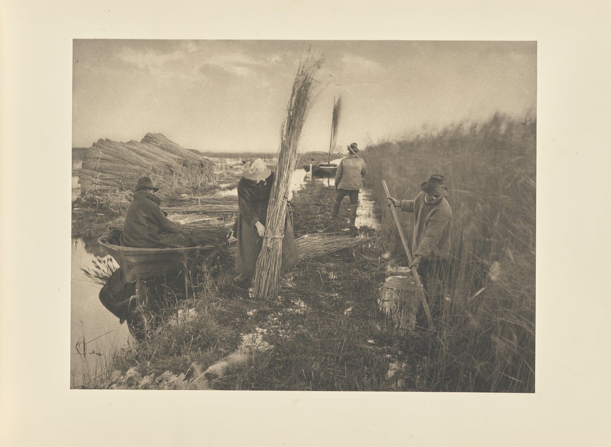 Ruovikon korjuun aikana tekijältä Peter Henry Emerson