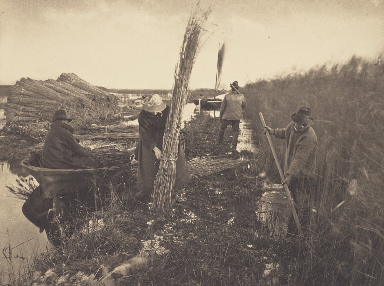 Ruovonkorjuun aikana tekijältä Peter Henry Emerson