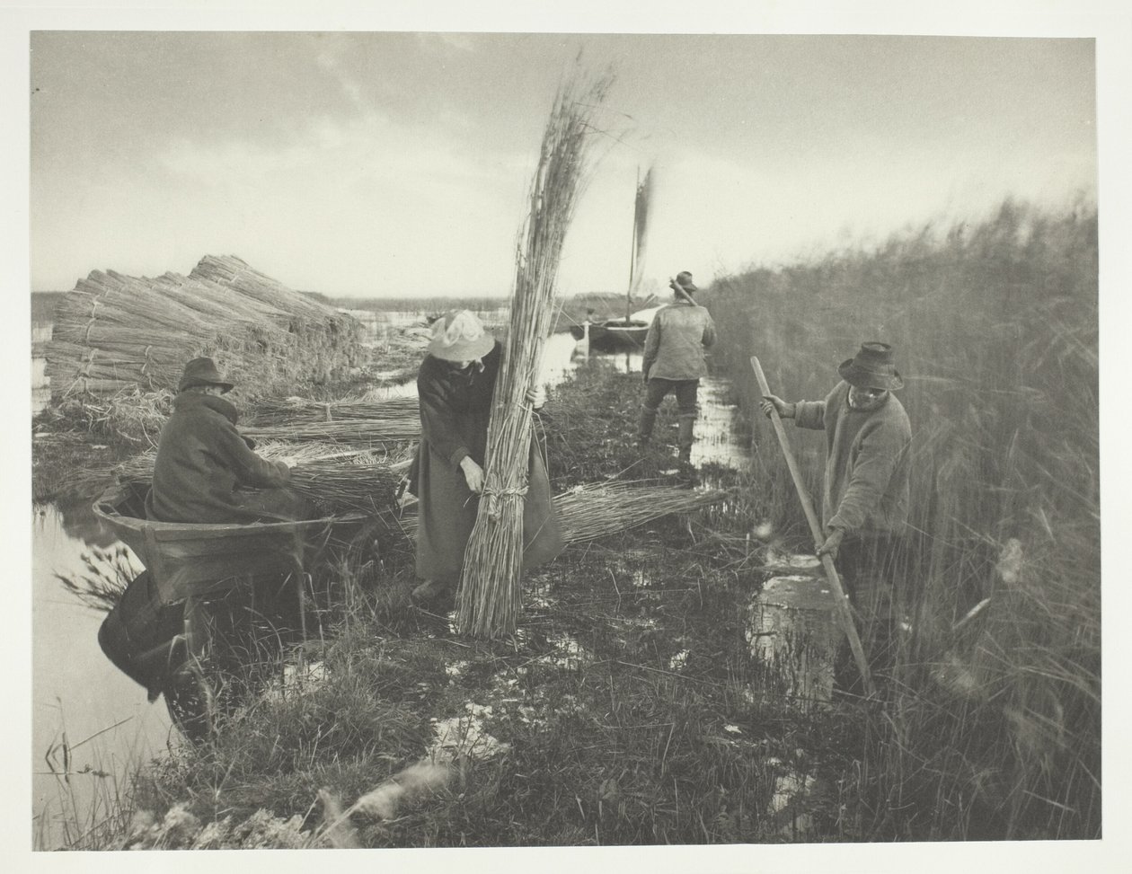 Ruoko sadonkorjuun aikana tekijältä Peter Henry Emerson