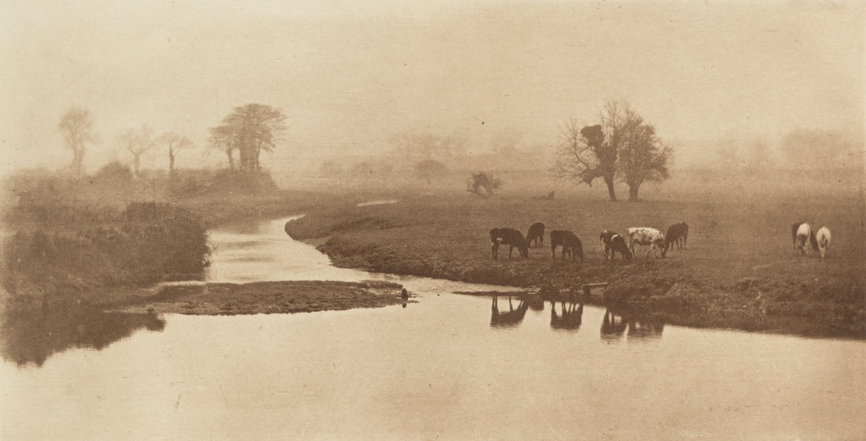 Lampaat suolla [Maisema karjan kanssa] tekijältä Peter Henry Emerson