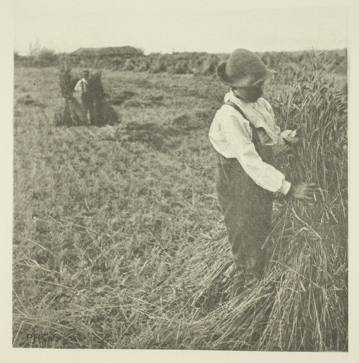 Shocking Corn (Norfolk) tekijältä Peter Henry Emerson