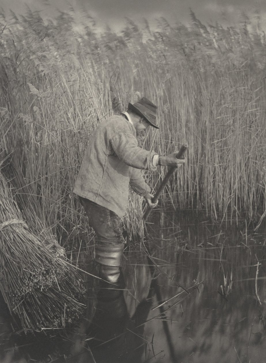 Ruokoleikkuri töissä tekijältä Peter Henry Emerson and T.F. Goodall