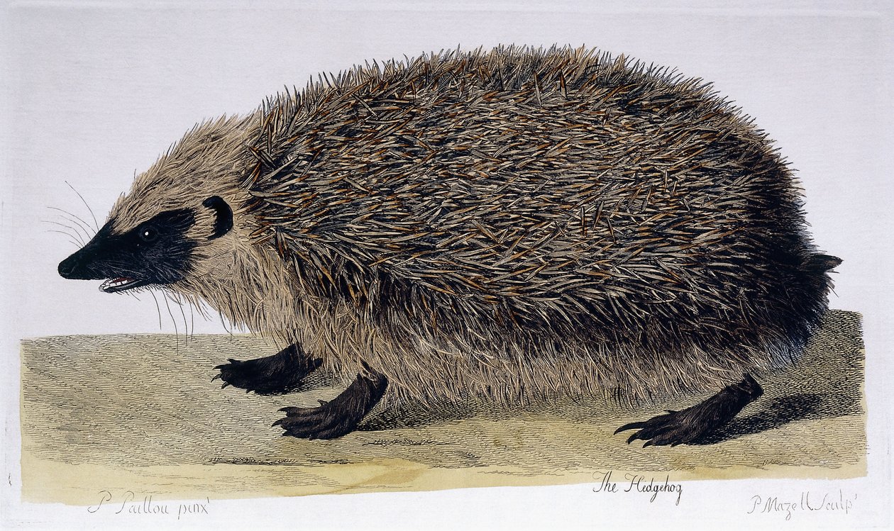 Siili, 1761-1766 tekijältä Peter Paillou