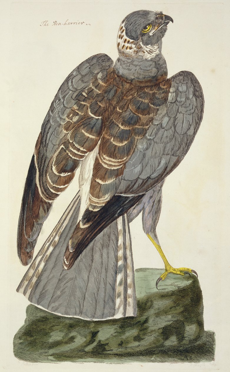 Henharrier (Circus cyaneus) -levy julkaisusta "The British Zoology, Class II: Birds", kaivertanut Peter Mazell (fl.1761-97) 1766 tekijältä Peter Paillou