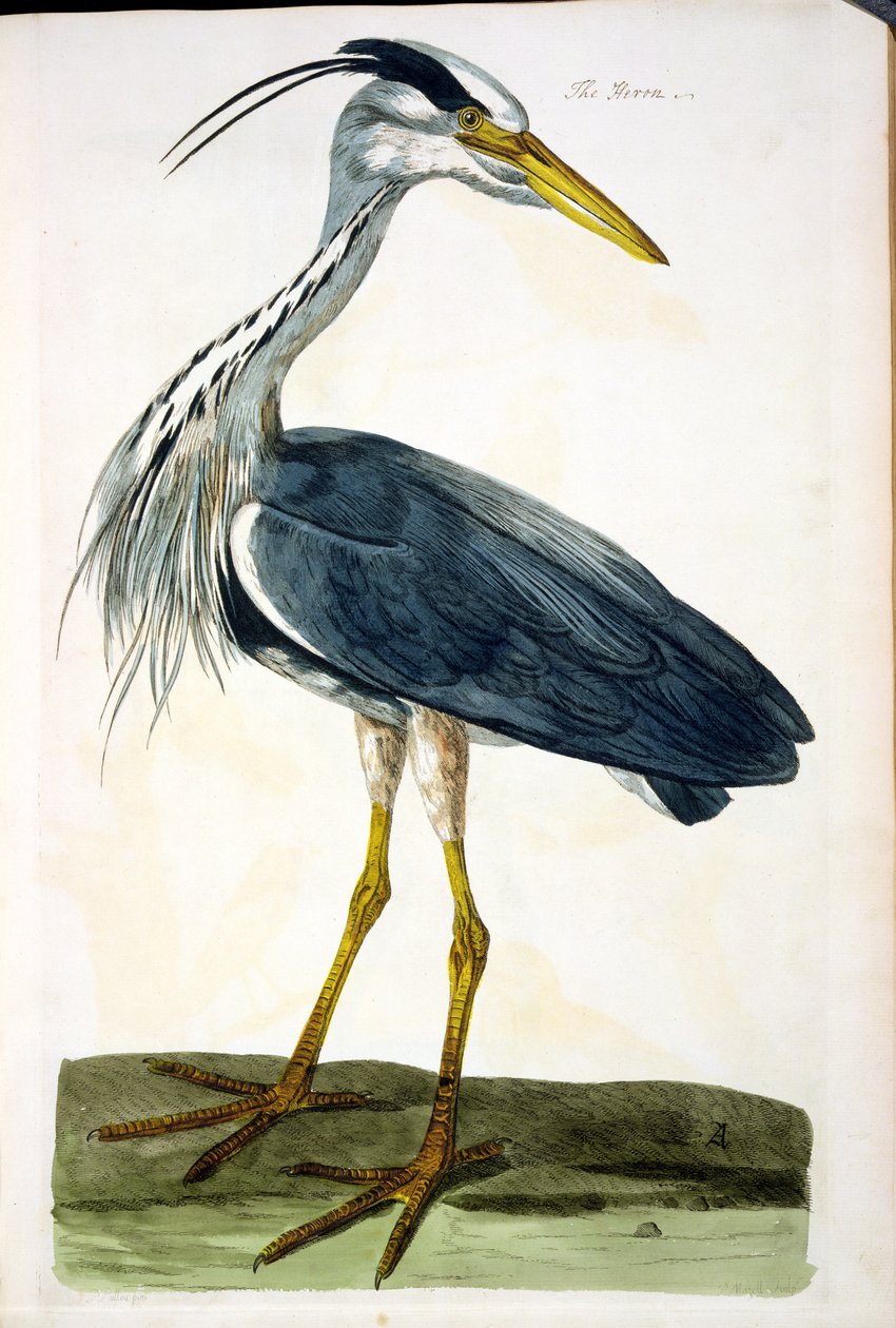 Heron (Ardea cinerea) -levy julkaisusta "The British Zoology, Class II: Birds", kaivertanut Peter Mazell (fl.1761-97) 1766 tekijältä Peter Paillou