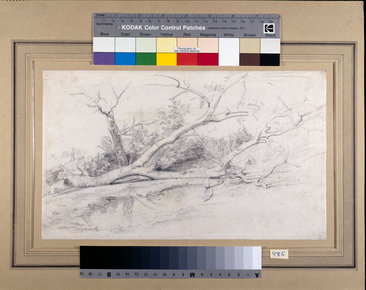 Kaatunut puu makaa altaan äärellä, n. 1630 (mustat ja punaiset liidut pesulla paperilla) tekijältä Peter Paul Rubens