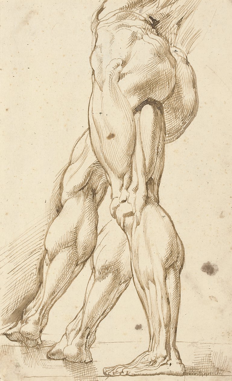 Ecorché-tutkimus miehen alaston jaloista, lisätutkimus oikeasta jalasta tekijältä Peter Paul Rubens