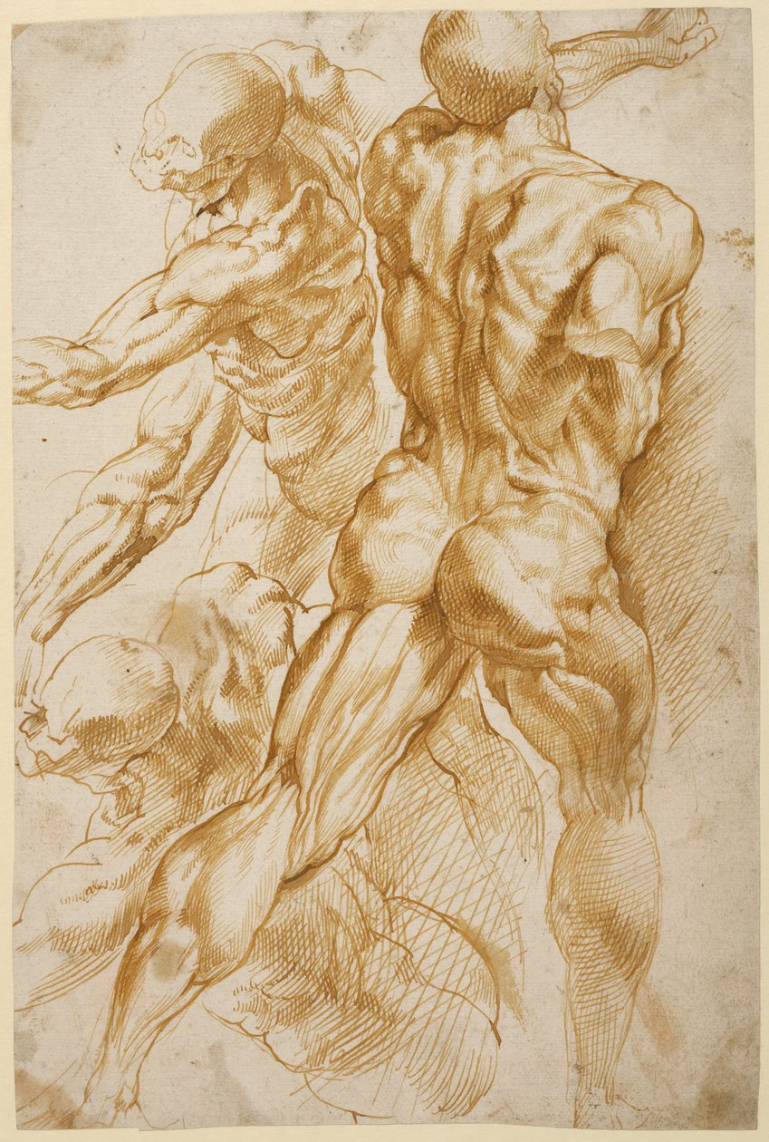 Anatomiset tutkimukset tekijältä Peter Paul Rubens
