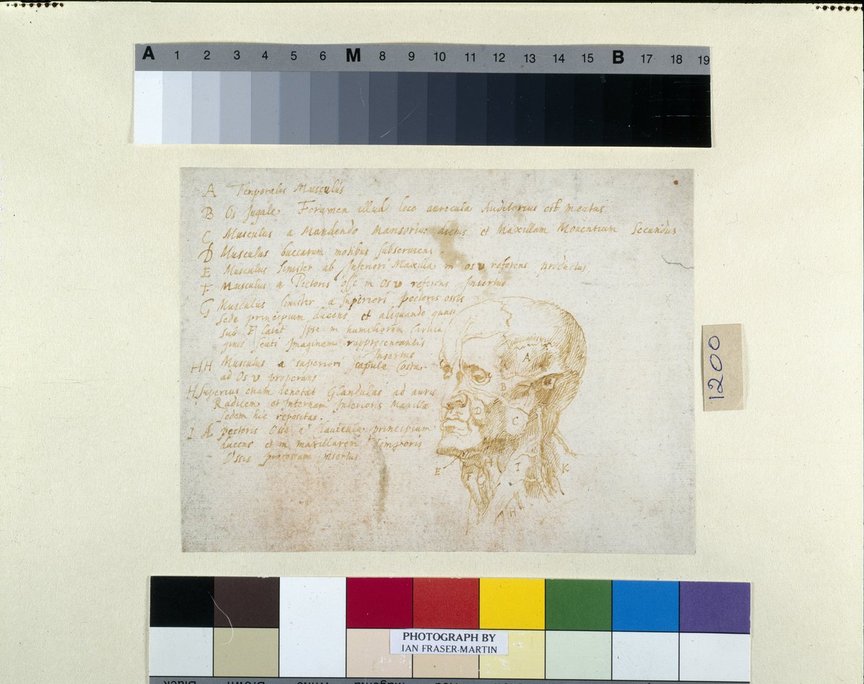 Ecorché-pää, jossa on keisari Galban piirteitä (kynä ja ruskea muste valkoiselle paperille) tekijältä Peter Paul Rubens