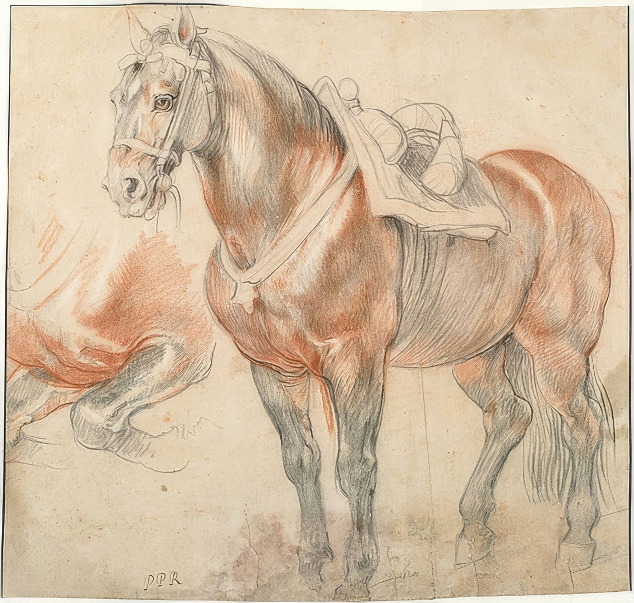 Satulattu hevonen. Noin 1615-18 tekijältä Peter Paul Rubens
