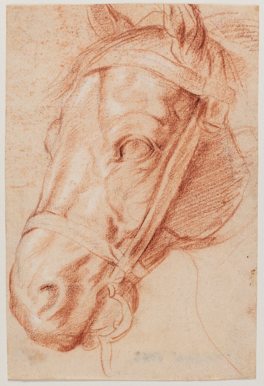 Hevosen pää tekijältä Peter Paul Rubens