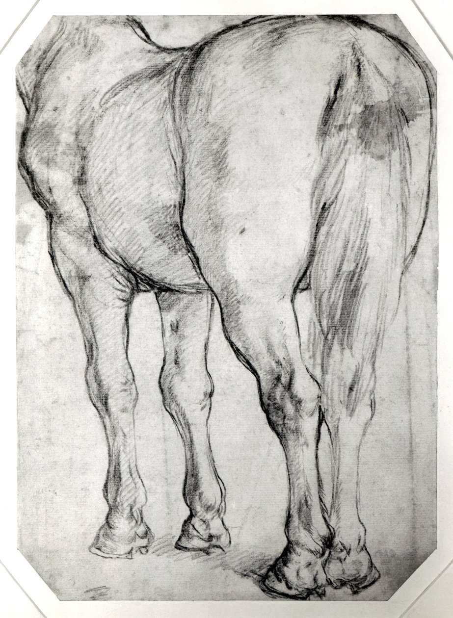 Hevosen takaosa tekijältä Peter Paul Rubens