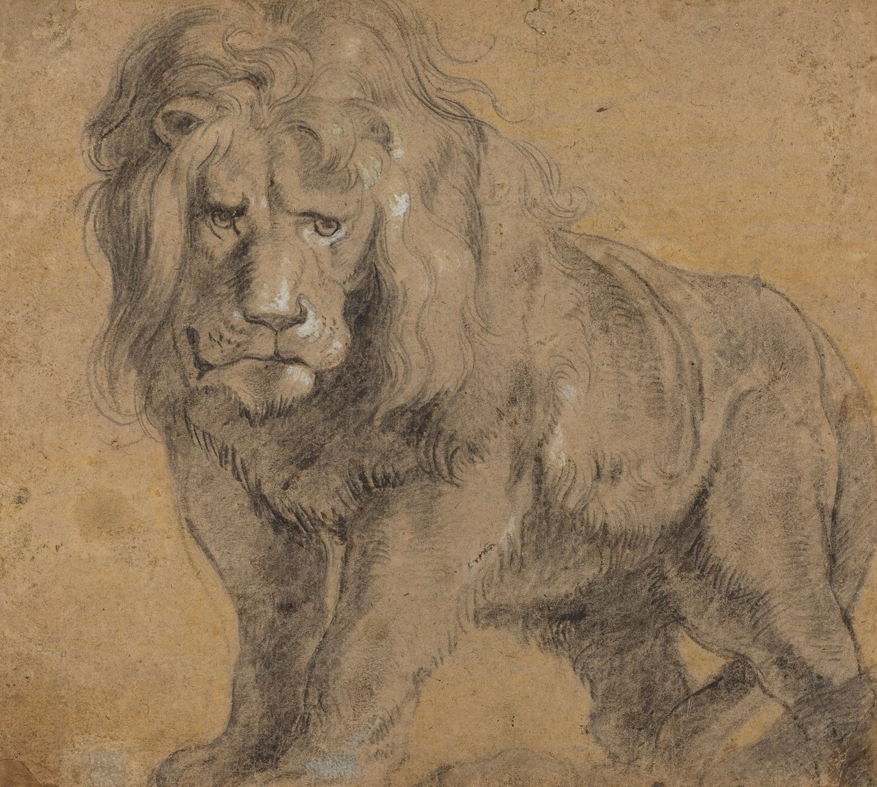 Leijona, n. 1612-13 (musta liitu paperille) tekijältä Peter Paul Rubens