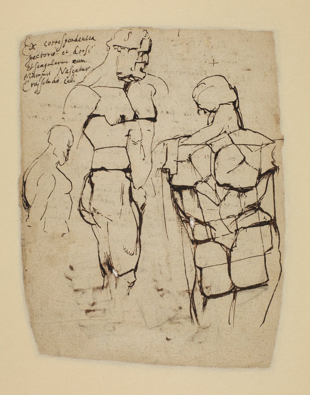 Farnese Hercules -tutkimus tekijältä Peter Paul Rubens