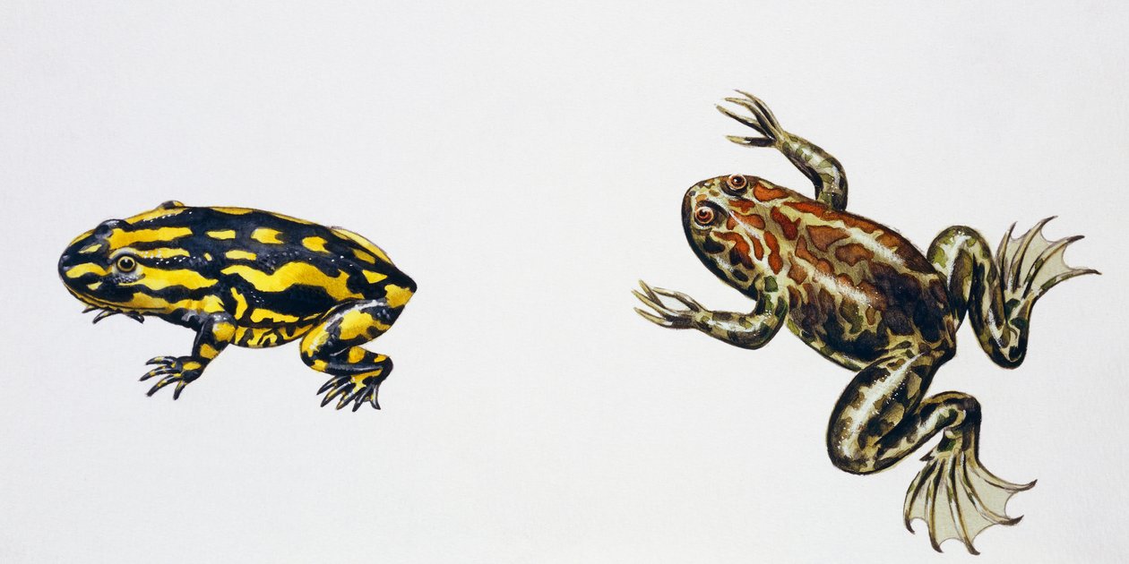 Triadobatrachus massinoti ja Palaeobatrachus sp, Taideteos: Peter Ross
(kuva) tekijältä Peter Ross