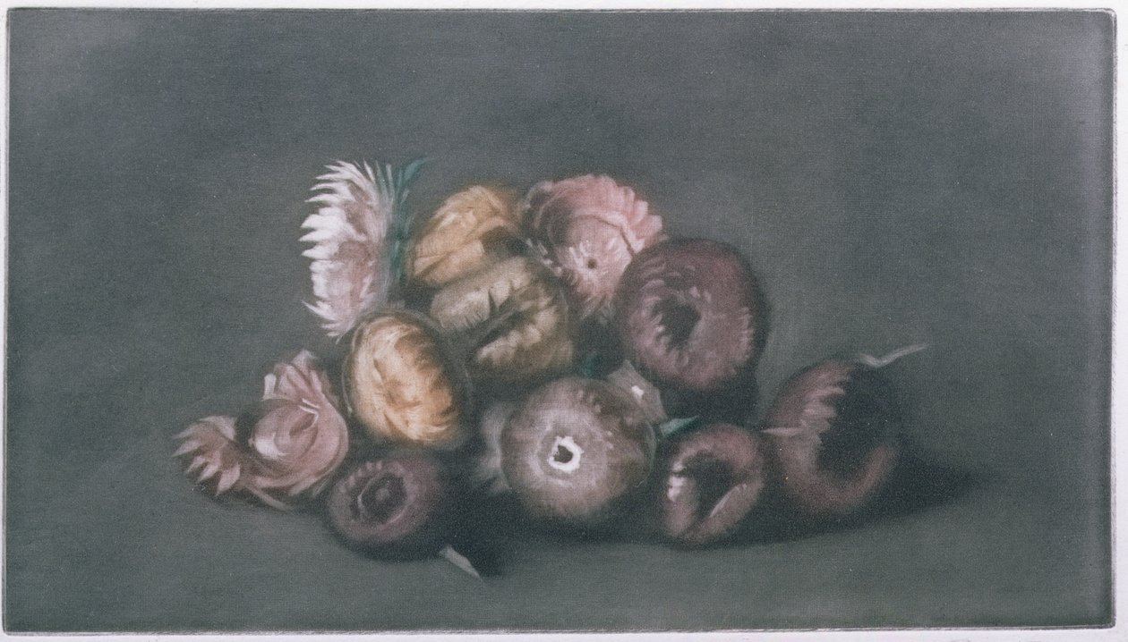 Kuivattujen kukkien asetelma (värillinen mezzotint) tekijältä Peter Vilhelm Ilsted