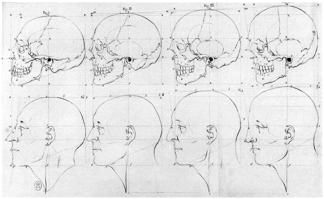 Siirtyminen apinasta Apolloon, kuva julkaisusta "Dissertation on the natural variations that characterize physiognomy", Chez H. Jansen, Paris, julkaistu 1791 tekijältä Petrus Camper