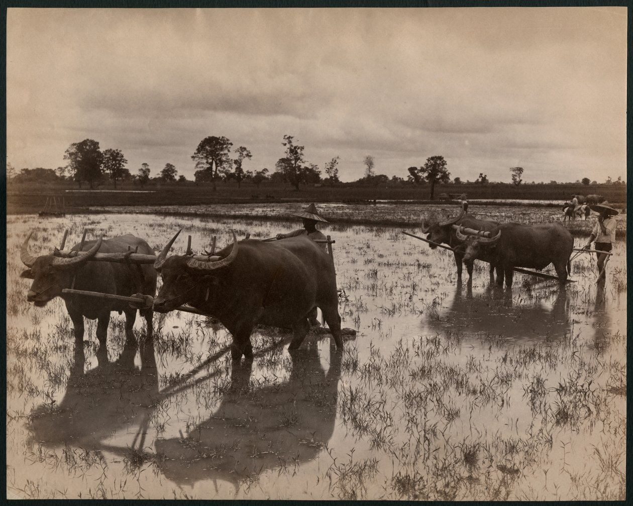 Maatilan töitä, n.1880 (valokuvaus) tekijältä Philip Adolphe Klier