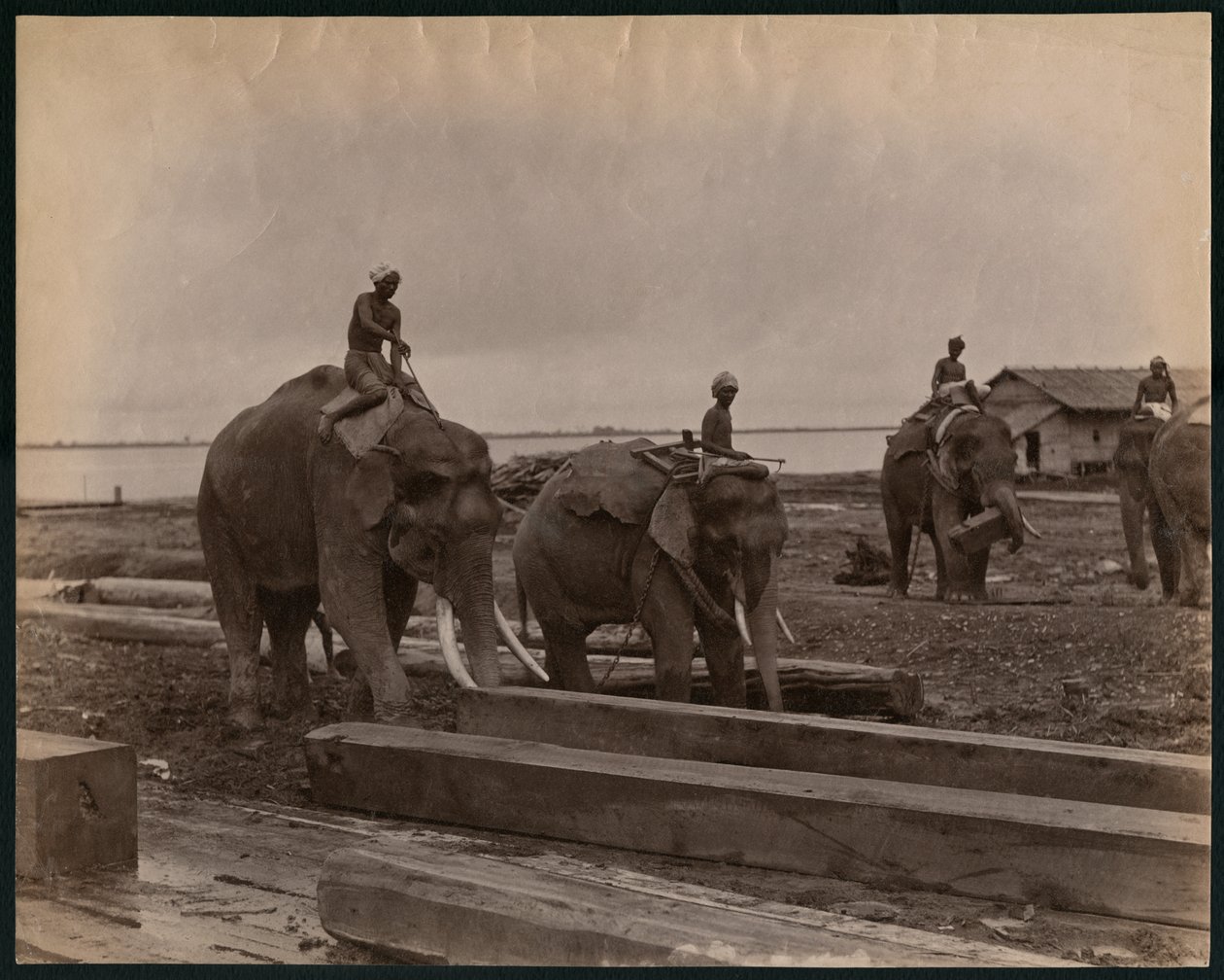 Työskentely norsujen kanssa, n. 1880 (albumiprintti) tekijältä Philip Adolphe Klier