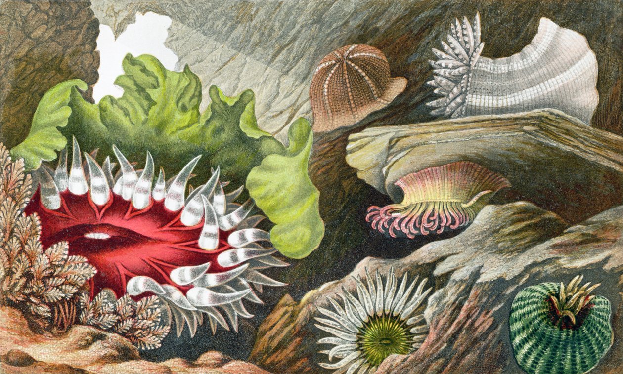 Gem Pimplet, Glaucus Pimplet ja Red Speckled Pimplet, levy IV julkaisusta "Actinologia Britannica: A History of the British Sea Anemones and Corals", 1860 (chromolitho) tekijältä Philip Henry Gosse