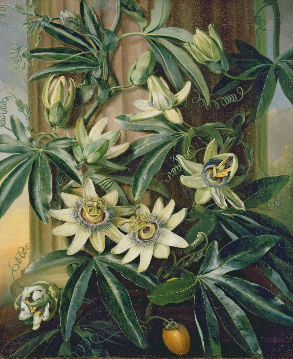 Sininen kärsimyskukka "Floran temppelille", Robert Thornton, 1800 tekijältä Philip Reinagle