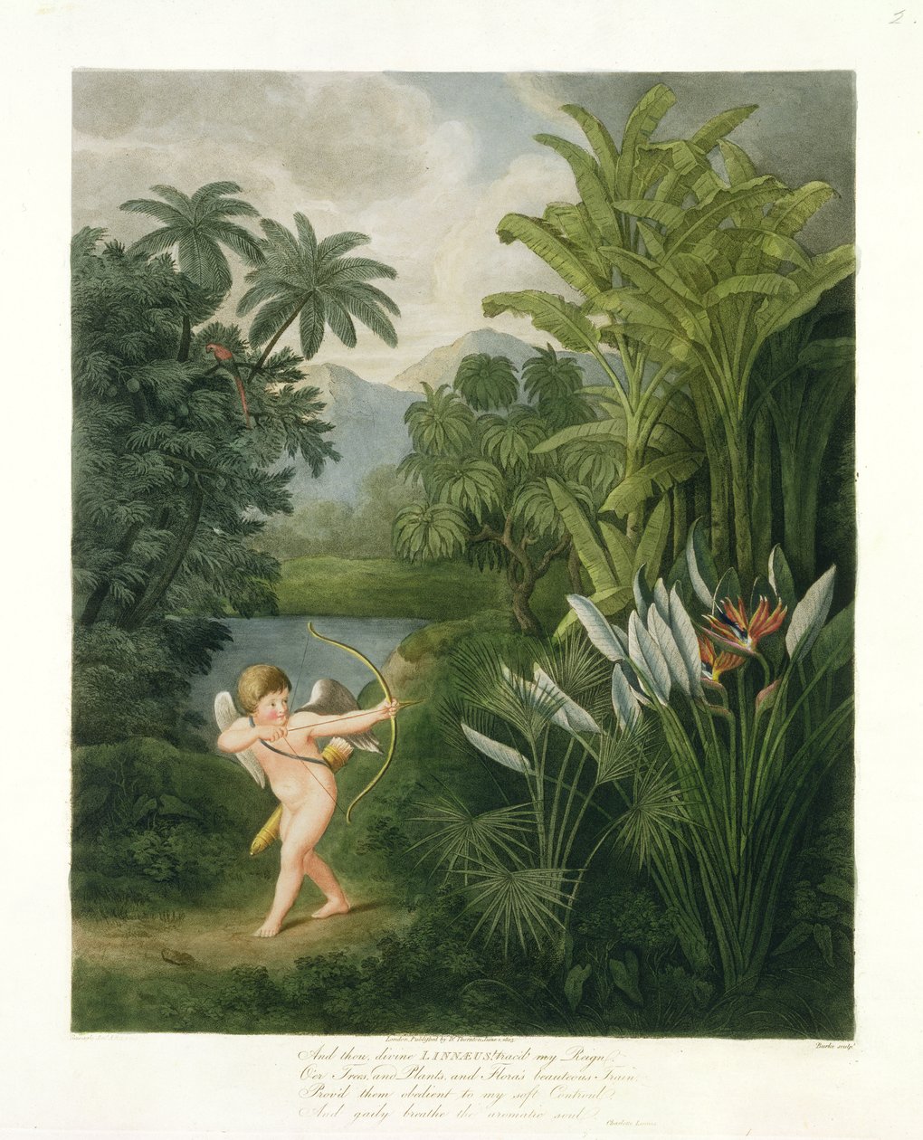 Maisema, jossa Cupid suuntaa nuolella papukaijaa tai kuningatarkukkaa kohti, Robert Thorntonin Floran temppelistä, Burken kaivertama pubi. 1803 tekijältä Philip Reinagle