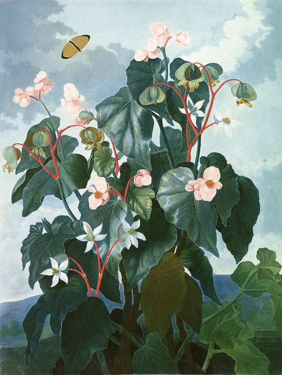 Caldwellin kaiverrettu viistolehtinen Begonia, Robert Thorntonin julkaisemasta teoksesta "The Temple of Flora", pub. 1800 tekijältä Philip Reinagle