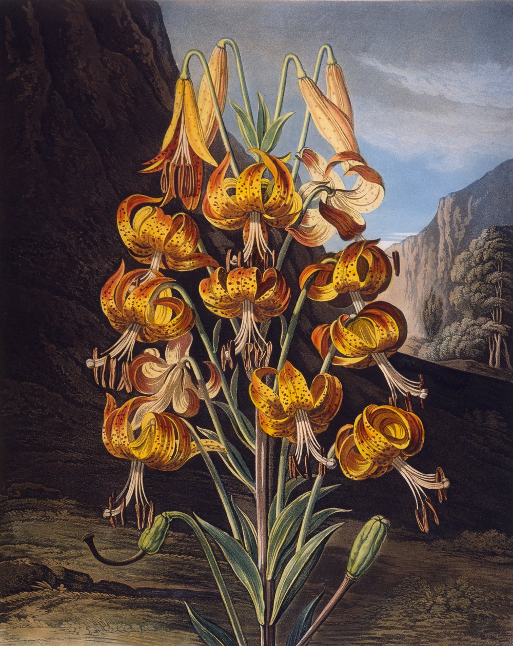 Loistava lilja, Robert Thorntonin Floran temppelistä, kaivertanut Richard Earlom (1743-1822), julkaistu 1799 (värikaiverrus) tekijältä Philip Reinagle