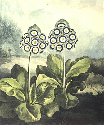 Primula: Primula auricula, kaiverrus Sutherland, Robert Thorntonin "Temple of Flora" 1807 tekijältä Philip (after) Reinagle