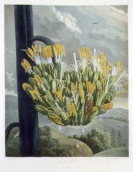 Aloe, kaiverrus Medland, 