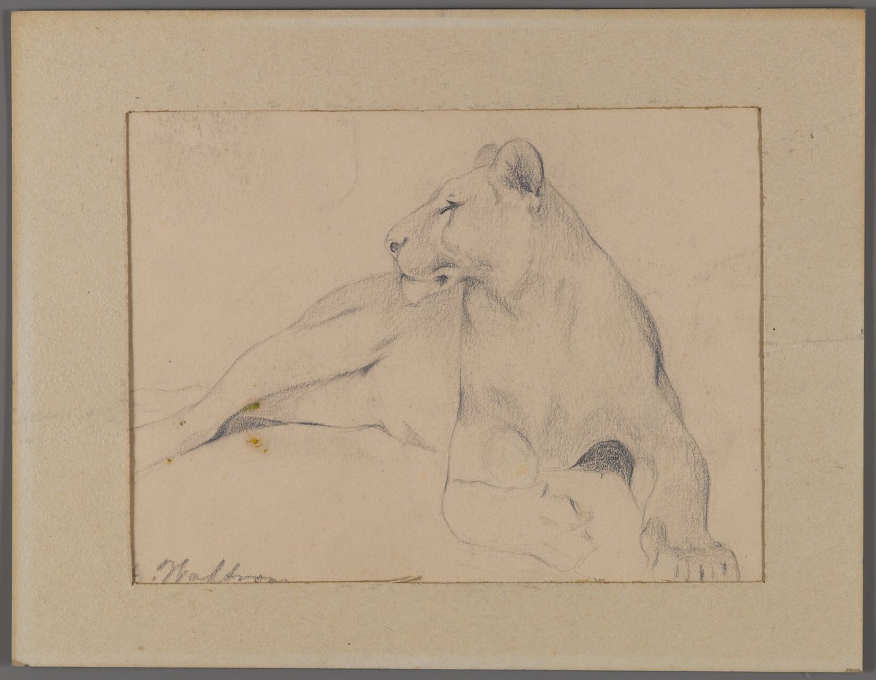 Istuva leijona (grafiittia paperille kiinnitettynä ikkunamattoon) tekijältä Philip H. Wolfrom