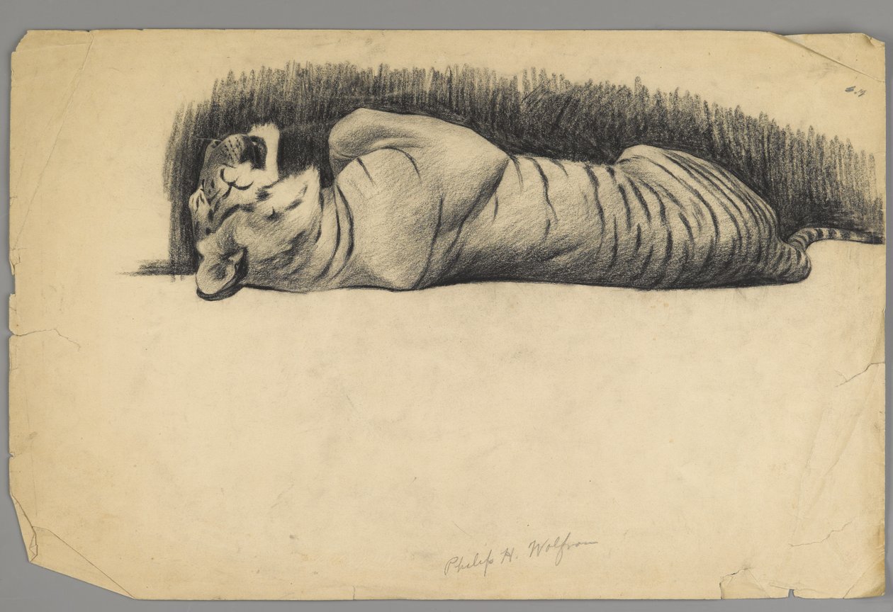 Nukkuva tiikeri (hiili paperilla) tekijältä Philip H. Wolfrom