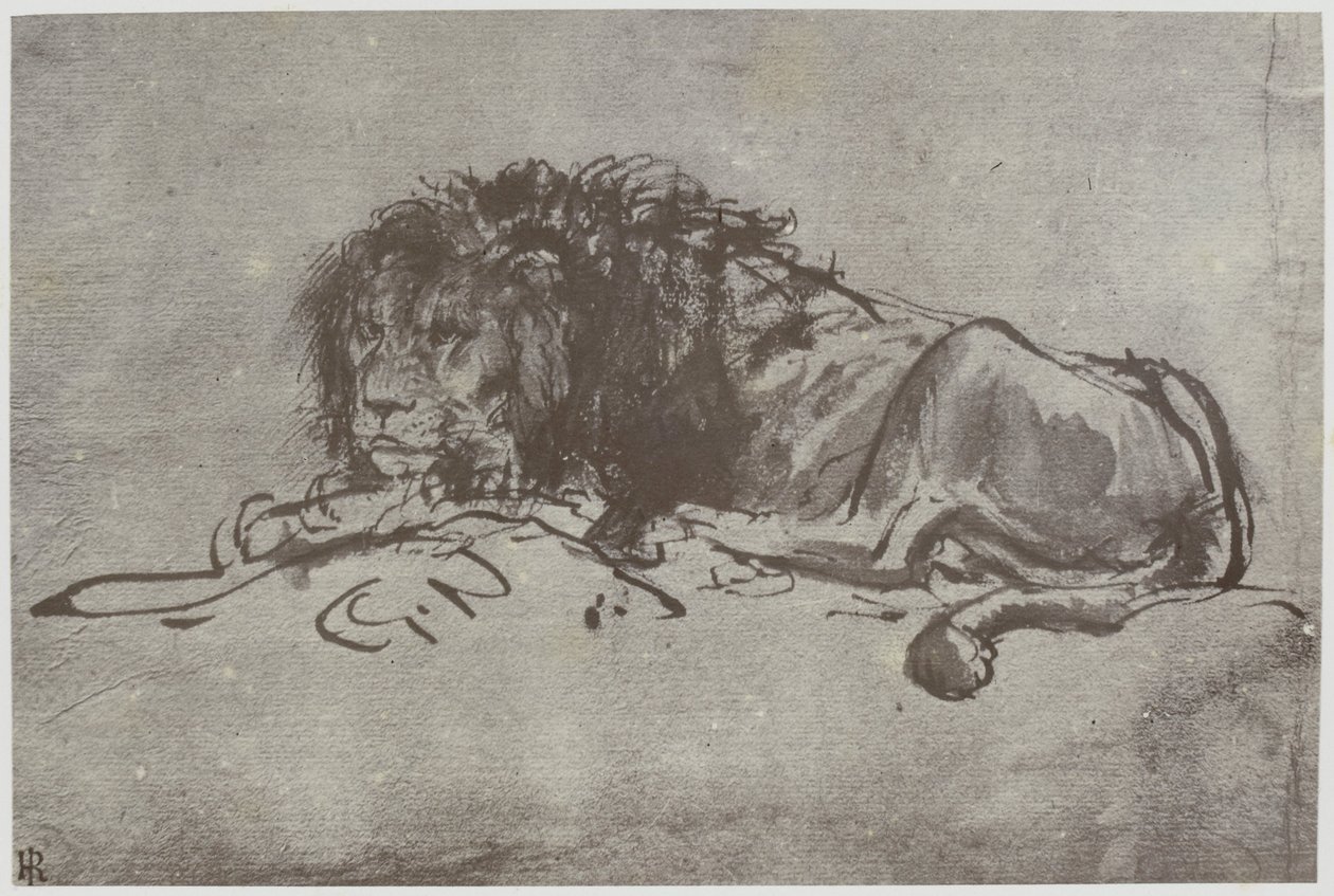 Rembrandt, leijona tekijältä Philip Henry Delamotte