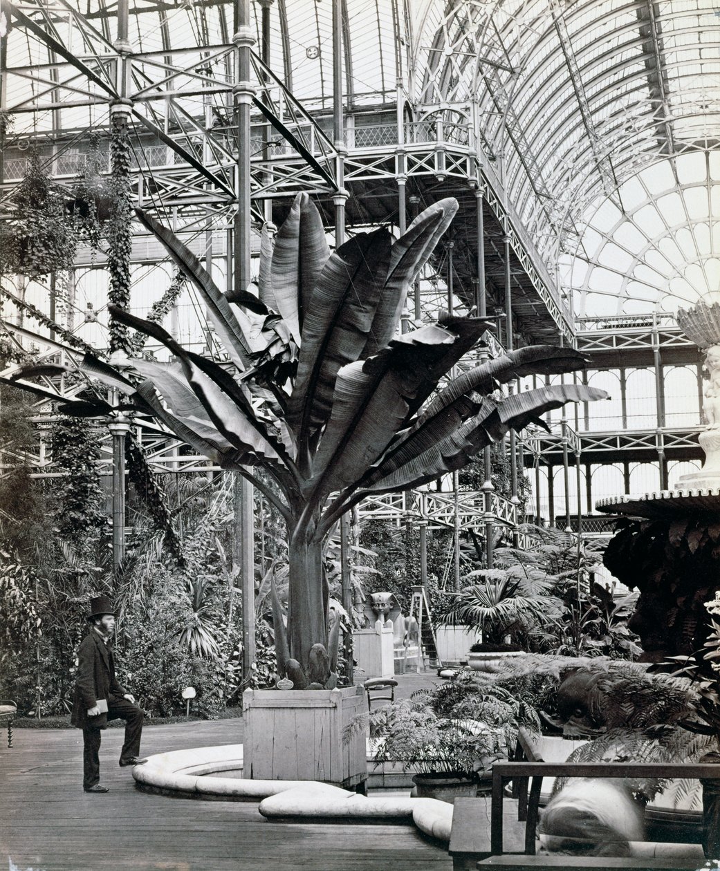 Trooppisia kasveja Egyptin huoneessa, Crystal Palace, Sydenham, Lontoo, 1854 tekijältä Philip Henry Delamotte