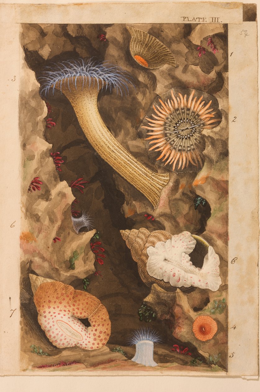 Levy III, tutkimus "Actinologia Britannica: A History of the British Sea Anemones and Corals", n. 1858-60 (grafiitti, wc ja guassi paperilla) tekijältä Philip Henry Gosse