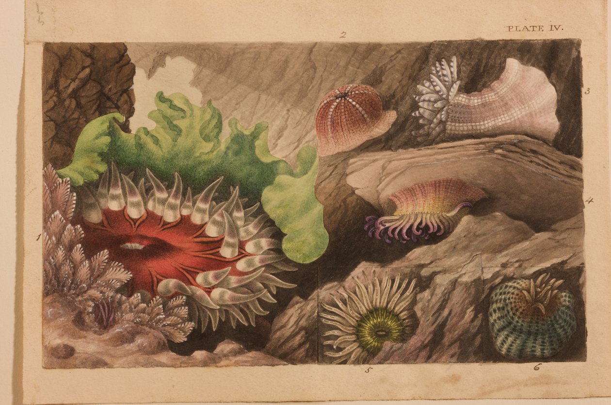Levy IV, tutkimus "Actinologia Britannica: A History of the British Sea Anemones and Corals", n. 1858-60 (grafiitti, wc ja guassi paperilla) tekijältä Philip Henry Gosse