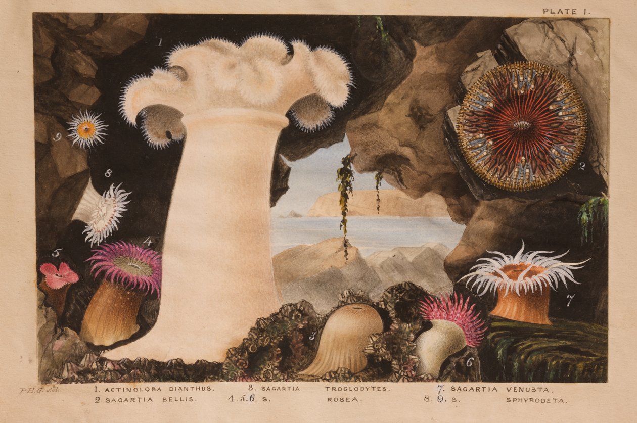Levy I, tutkimus "Actinologia Britannica: A History of the British Sea Anemones and Corals", n. 1858-1860 (grafiitti, wc ja guassi paperilla) tekijältä Philip Henry Gosse