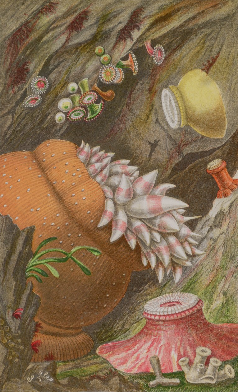 Crimson Imperial, Yellow Imperial ja Globehorn, levy IX julkaisusta Actinologia Britannica: A History of the British Sea Anemones and Corals, 1860 (chromolitho) tekijältä Philip Henry Gosse