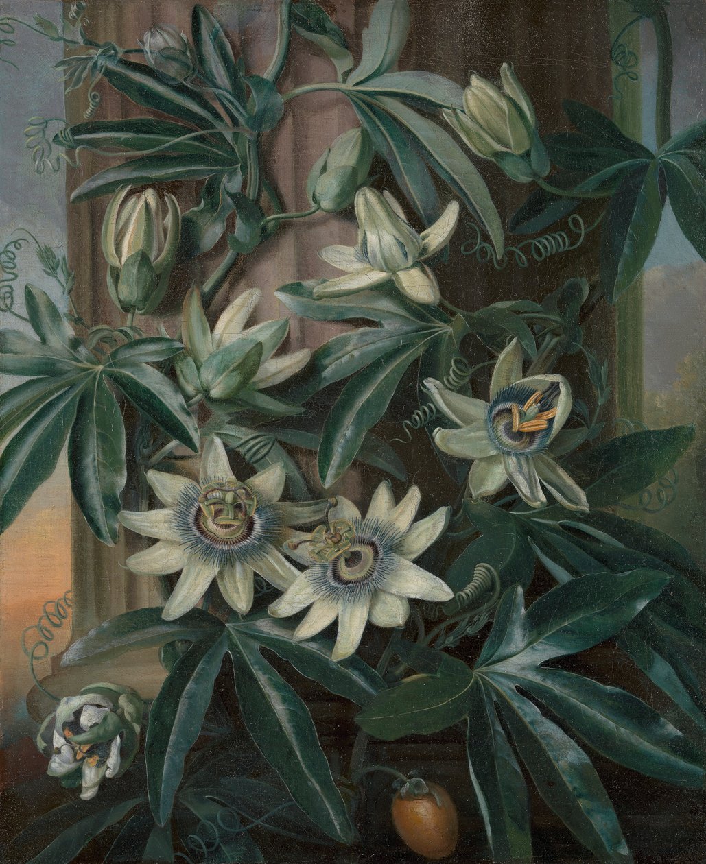 Sininen kärsimyskukka, Robert John Thorntonin Floran temppelille (Lontoo, 1799–1812) tekijältä Philip Reinagle