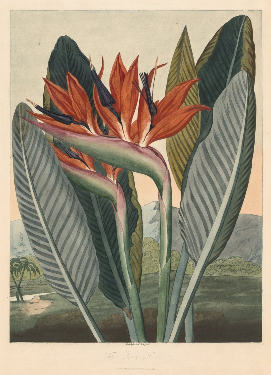 Floran temppeli eli luonnonpuutarha: Kuningatarkukka, 1812. tekijältä Philip Reinagle