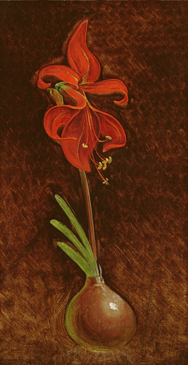 Amaryllis Formosissima, 1808 tekijältä Philipp Otto Runge