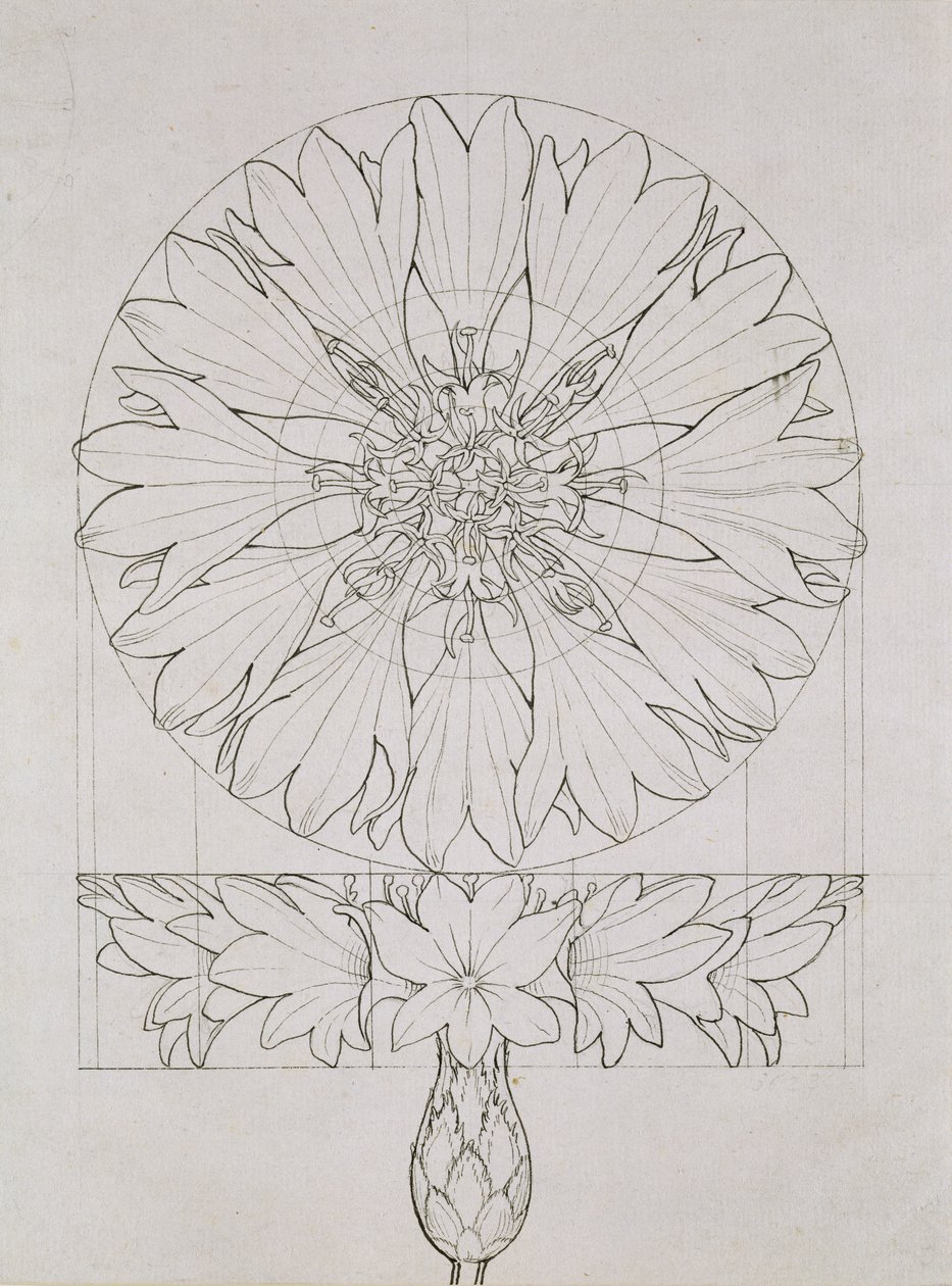 Tutkimus ruiskukille, 1808 (kynä ja muste paperille) tekijältä Philipp Otto Runge