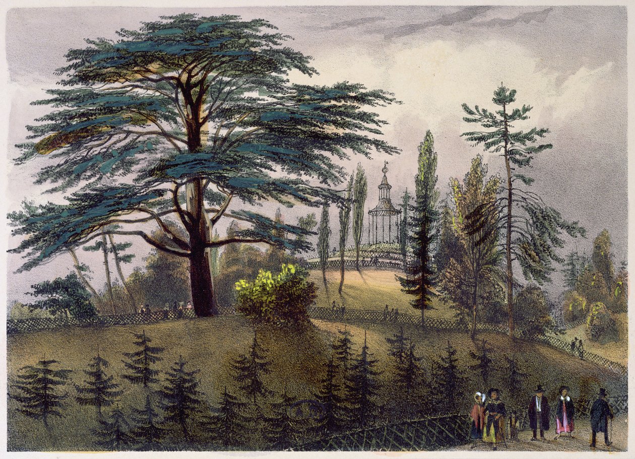 Libanonin setri ja labyrintti Jardin des Plantesissa, Pariisissa tekijältä Philippe Benoist