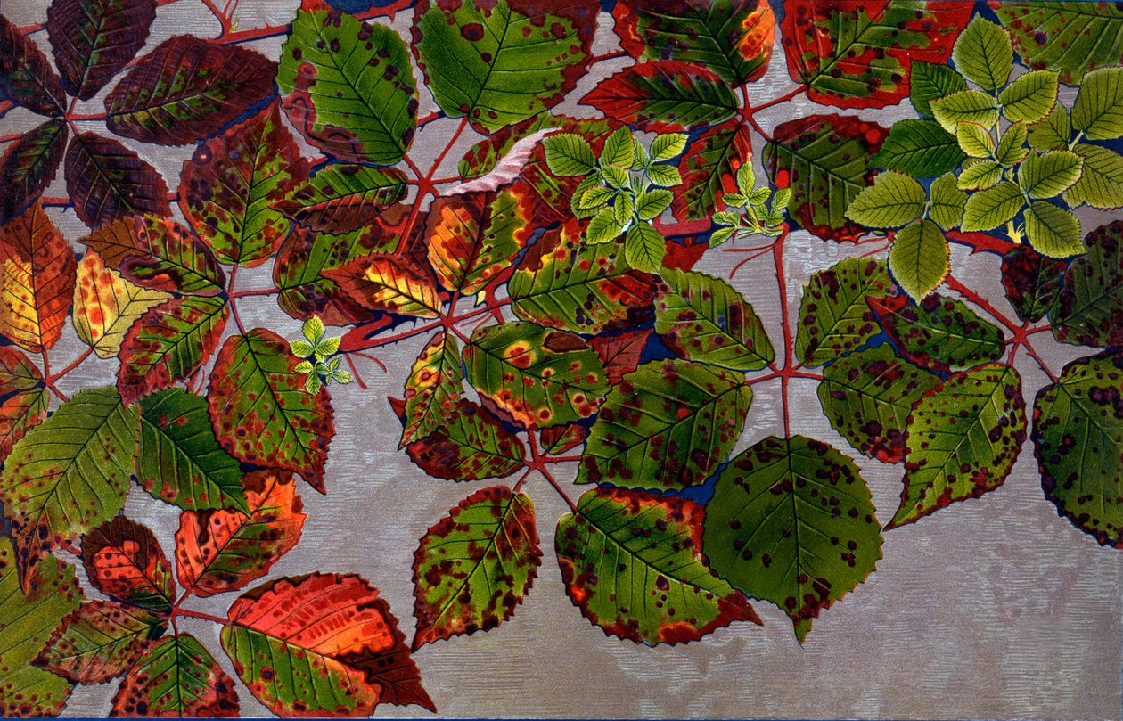 Ruususienen Phragmidium Violaceum hyökkäämä Rubus Fruticosus, 1907-09 (syväpaino) tekijältä Philippe Robert