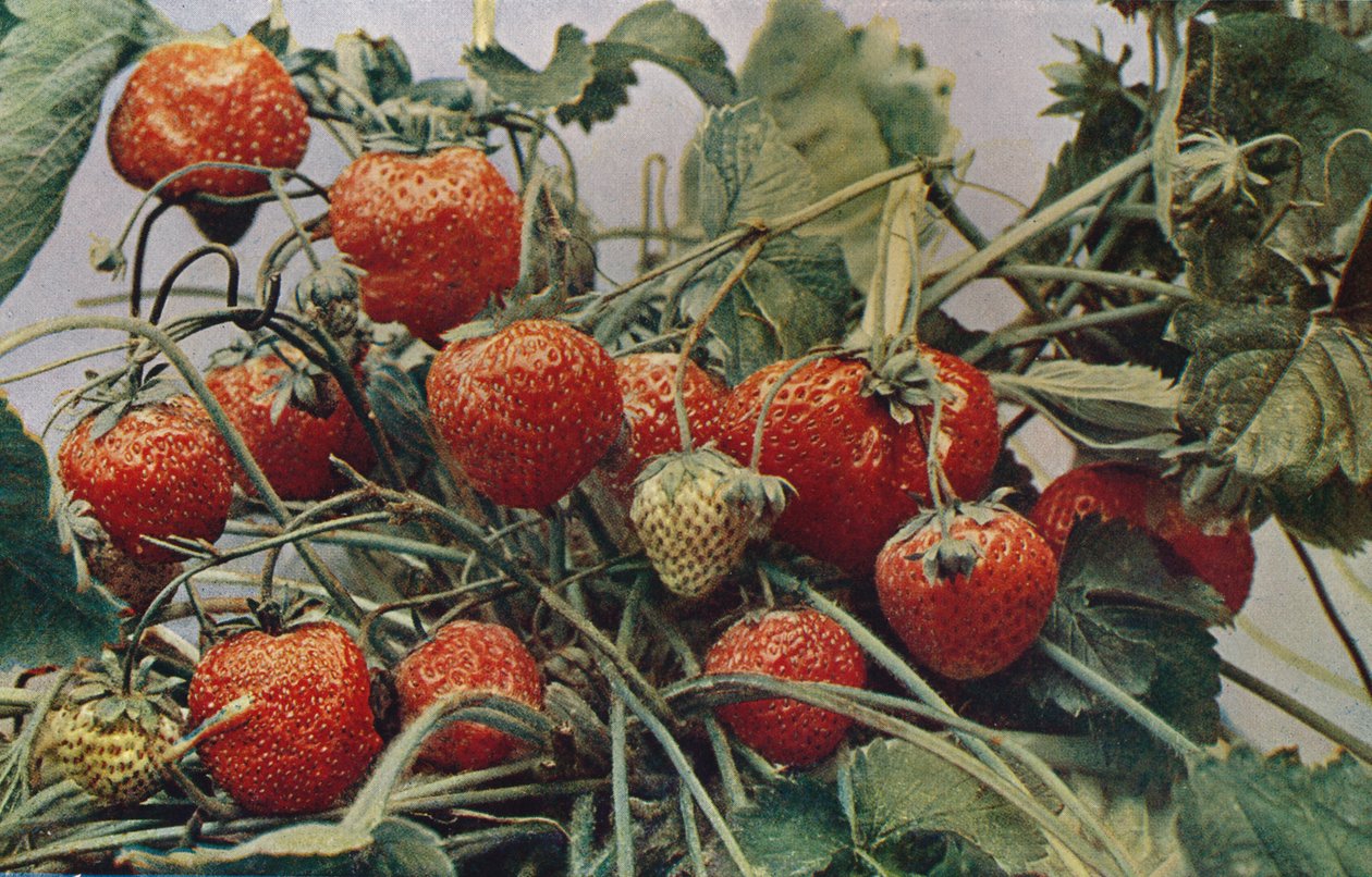 Mansikat - John Kidd & Co. Ltd., 1910 tekijältä Photochrom Co Ltd of London