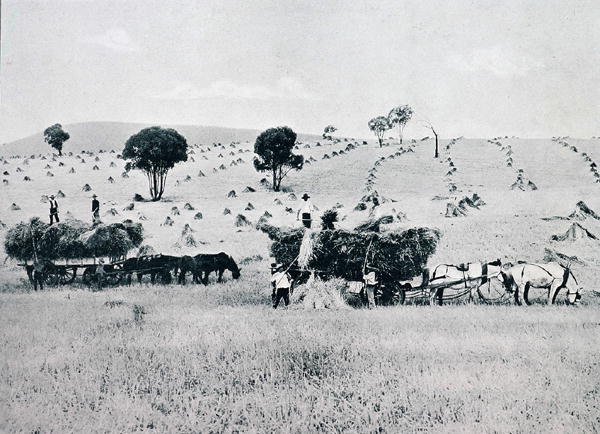 Harvesting, Uusi Etelä-Wales, n. 1900, julkaisusta Under the Southern Cross - Glimpses of Australia, julkaisija Department of External Affairs, Melbourne tekijältä Photographer Australian