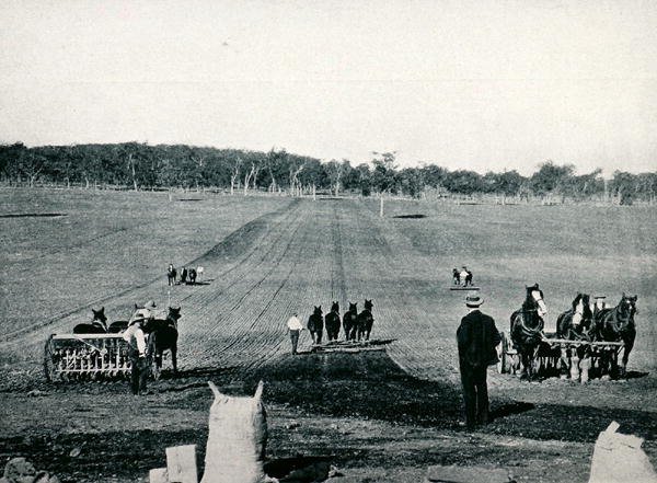 Kylvön ja valssauksen opettelua Dookien maatalousoppilaitoksessa, Victoria, noin 1900, kuvasta `Under the Southern Cross - Glimpses of Australia