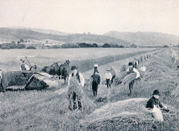 Reaping wheat, Tasmania, n. 1900, julkaisusta Under the Southern Cross - Glimpses of Australia, julkaisija Department of External Affairs, Melbourne tekijältä Photographer Australian